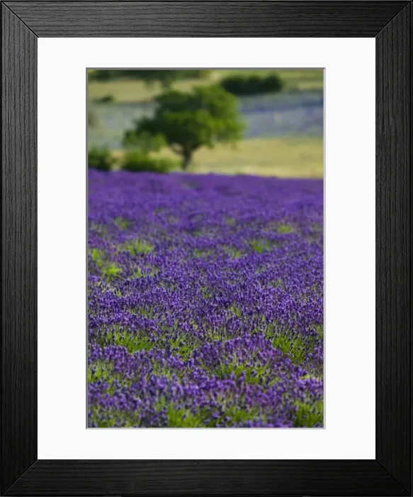 Framed Print : Lavender field in the Drome, Provence, France Framed Print : Lavender field in the Drome, Provence, France