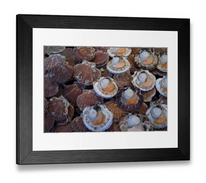 Framed Print : Coquilles St Jacques, Trouville fish market, Calvados, Basse Normandy, France Framed Print : Coquilles St Jacques, Trouville fish market, Calvados, Basse Normandy, France