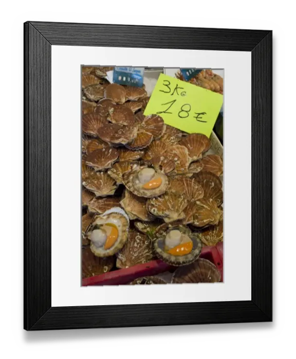 Framed Print : Coquilles St Jacques, Trouville fish market, Calvados, Basse Normandy, France Framed Print : Coquilles St Jacques, Trouville fish market, Calvados, Basse Normandy, France