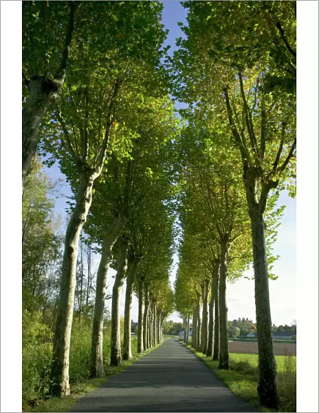Alley of plane trees along road in the Indre-et-Loire, Loire Valley, France