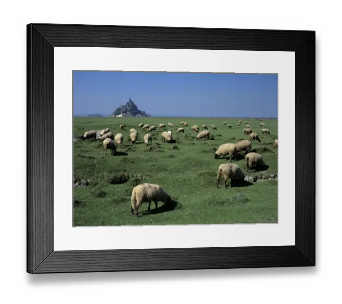 Framed Print : France, Brittany, Normandy, Manche, Ille et Vilaine, Mont Saint Michel, grazing sheep Framed Print : France, Brittany, Normandy, Manche, Ille et Vilaine, Mont Saint Michel, grazing sheep