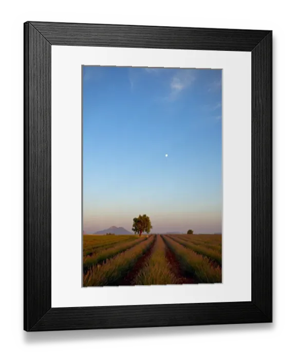 Framed Print : Lavender, Alpes de Haute Provence, Provence, France