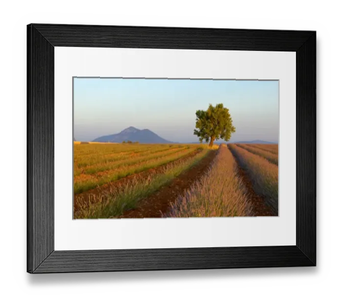 Framed Print : Lavender, Alpes de Haute Provence, Provence, France Framed Print : Lavender, Alpes de Haute Provence, Provence, France
