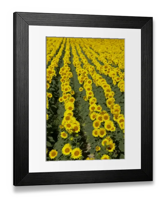 Framed Print : Europe, France Framed Print : Europe, France