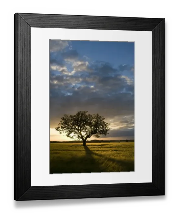Framed Print : Tree in wheat field at sunset, Burgundy, France