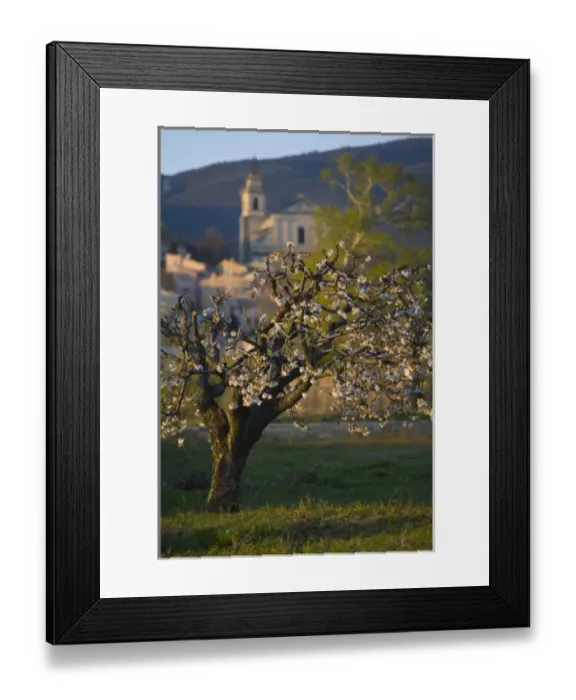 Framed Print : Fruit tree in bloom, Jesuit style church of Saint Antonin build in 1702, Bedoin, Comtat Venaissin