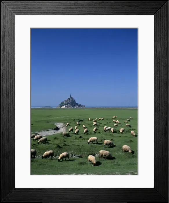 Framed Print : France, Basse Normandie, Manche, Mont Saint Michel, sheep grazing Framed Print : France, Basse Normandie, Manche, Mont Saint Michel, sheep grazing