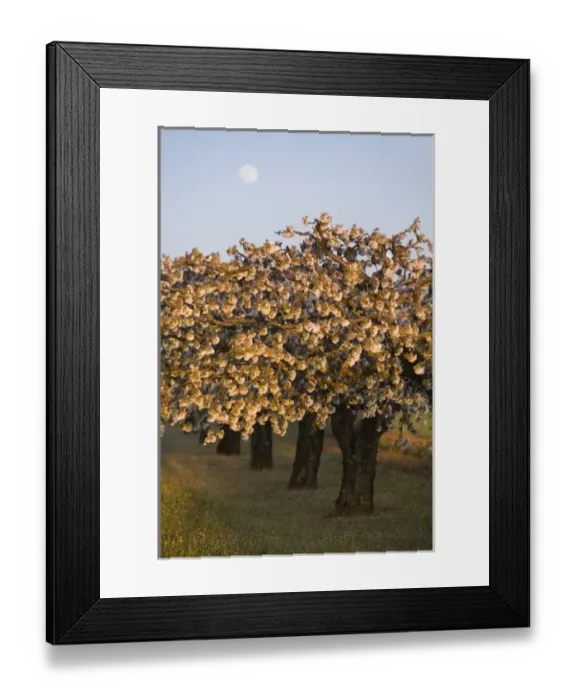 Framed Print : Fruit trees in bloom, Comtat Venaissin, Vaucluse, Provence, France