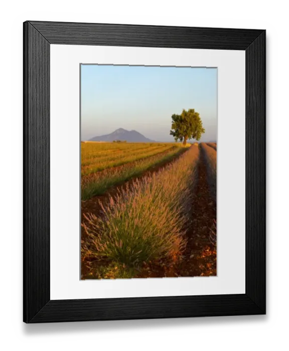 Framed Print : Lavender, Alpes de Haute Provence, Provence, France