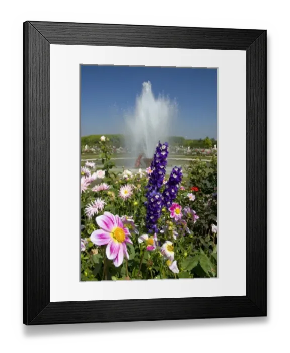 Framed Print : Flowers and fountains in the gardens at The Palace of Versailles at Versailles in France Framed Print : Flowers and fountains in the gardens at The Palace of Versailles at Versailles in France