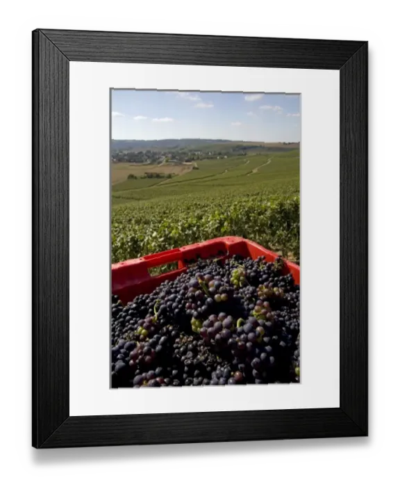Framed Print : Harvested grapes from a vineyard in the Champagne province of northeast France Framed Print : Harvested grapes from a vineyard in the Champagne province of northeast France