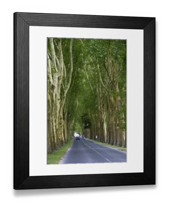 Framed Print : Tree lined road near the commune of Damery in the Champagne province of northeast France Framed Print : Tree lined road near the commune of Damery in the Champagne province of northeast France