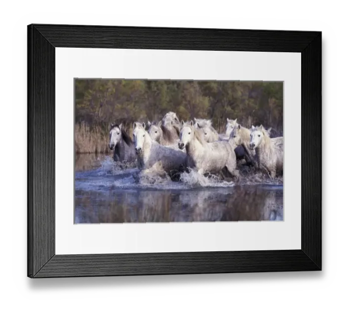 Framed Print : Europe, France, Ile del la Camargue. Camargue Horses (Eguus caballus) Framed Print : Europe, France, Ile del la Camargue. Camargue Horses (Eguus caballus)