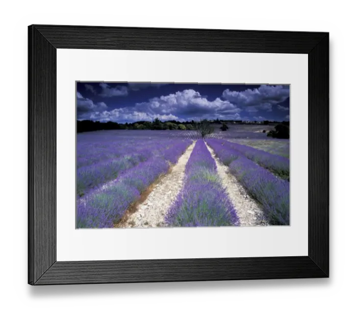 Framed Print : Europe, France, Provence. Lavander fields Framed Print : Europe, France, Provence. Lavander fields