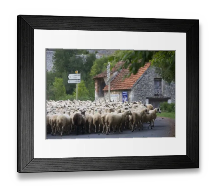 Framed Print : France, Midi-Pyrenees, Lot Department, Cahors, Cabrerets. Walking the sheep back Framed Print : France, Midi-Pyrenees, Lot Department, Cahors, Cabrerets. Walking the sheep back