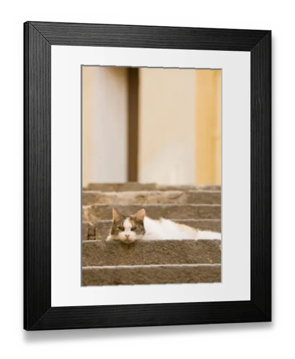 Framed Print : Cat on steps in colorful street area of Villefranche. Near Nice in the South of France Framed Print : Cat on steps in colorful street area of Villefranche. Near Nice in the South of France