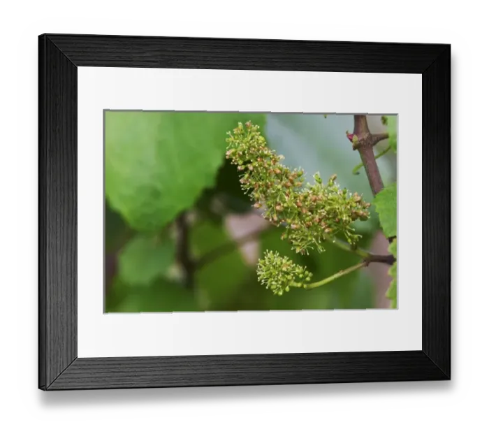 Framed Print : A flower on the vine in the vineyard, Champagne Larmandier-Bernier, Vertus, Cote des Blancs