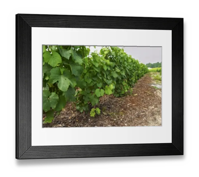 Framed Print : Europe, France Framed Print : Europe, France