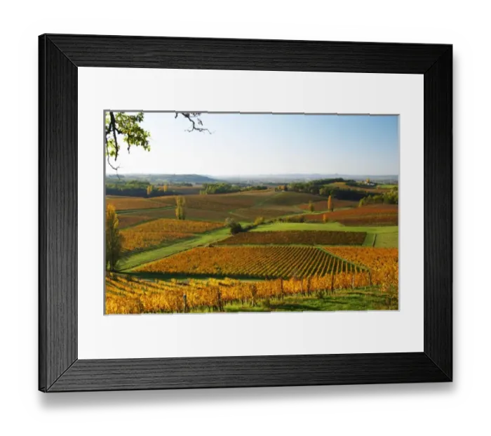 Framed Print : A view over the vineyards in Bergerac at Chateau Belingard in evening sunshine in Framed Print : A view over the vineyards in Bergerac at Chateau Belingard in evening sunshine in