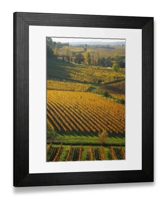 Framed Print : A view over the vineyards in Bergerac at Chateau Belingard in evening sunshine in Framed Print : A view over the vineyards in Bergerac at Chateau Belingard in evening sunshine in