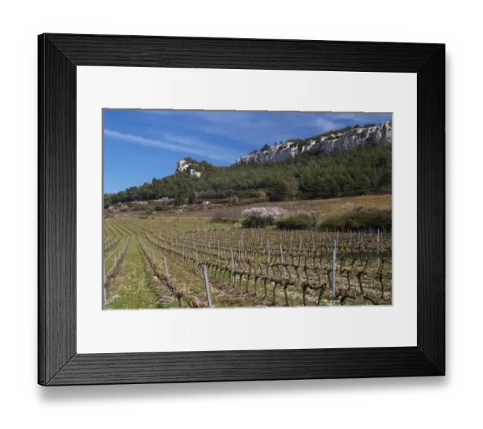 Framed Print : Vineyards below the mountains. Vines winter pruned in Cordon Royat Choteau Barbanau