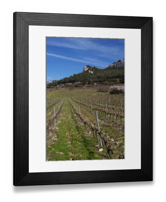 Framed Print : Vineyards below the mountains. Vines winter pruned in Cordon Royat Choteau Barbanau Framed Print : Vineyards below the mountains. Vines winter pruned in Cordon Royat Choteau Barbanau