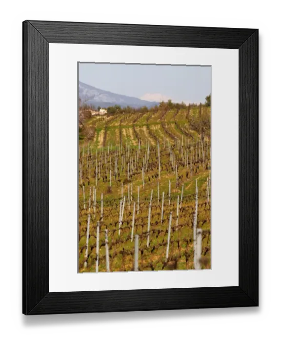 Framed Print : Vineyard and mountain Choteau Barbanau and Clos Val-Bruyere Cassis Cote d Azur Framed Print : Vineyard and mountain Choteau Barbanau and Clos Val-Bruyere Cassis Cote d Azur