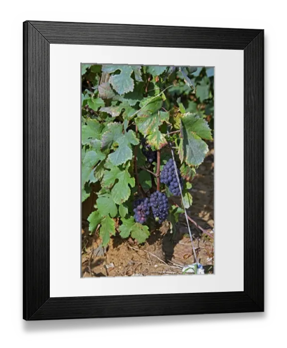 Framed Print : Ripe Pinot Noir grapes in the La Grande Rue Grand Cru vineyard in Vosne Romanee Framed Print : Ripe Pinot Noir grapes in the La Grande Rue Grand Cru vineyard in Vosne Romanee