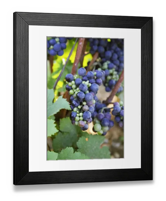 Framed Print : A bunch of Pinot Noir in a Chambertin vineyard showing uneven ripeness due to colure (a disease) Framed Print : A bunch of Pinot Noir in a Chambertin vineyard showing uneven ripeness due to colure (a disease)