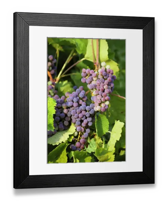 Framed Print : Europe, France Framed Print : Europe, France