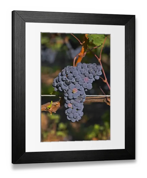 Framed Print : Ripe bunches of Merlot grapes at Chateau la Grave Figeac, Saint Emilion, Bordeaux