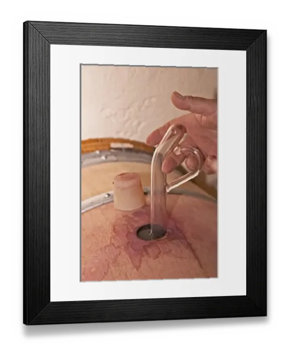 Framed Print : A wine sampling pipette taking a sample from a barrel, silicon bung plug, hand with Framed Print : A wine sampling pipette taking a sample from a barrel, silicon bung plug, hand with