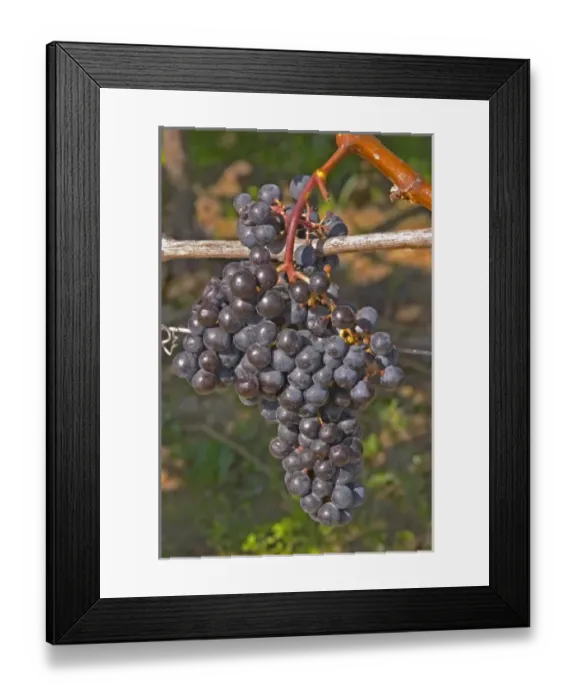 Framed Print : Ripe grape bunches of Cabernet Franc planted at the entrance - Chateau Grand Mayne Framed Print : Ripe grape bunches of Cabernet Franc planted at the entrance - Chateau Grand Mayne