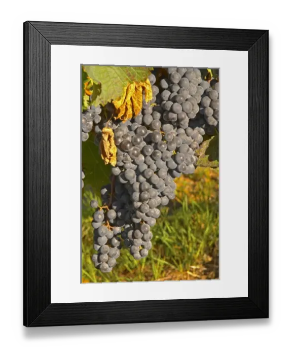 Framed Print : Europe, France Framed Print : Europe, France