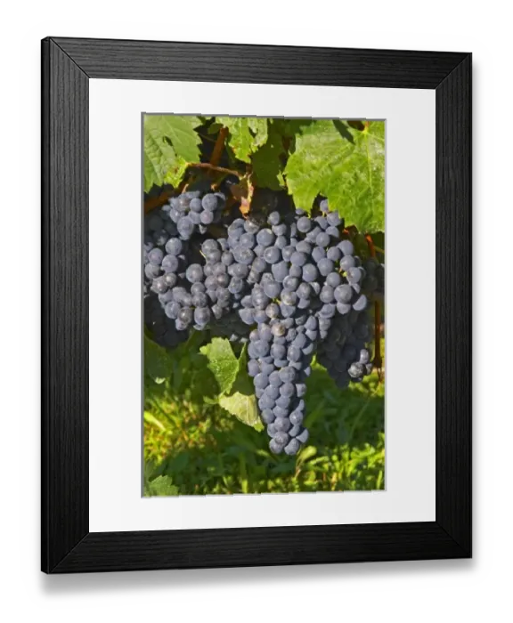 Framed Print : Europe, France Framed Print : Europe, France