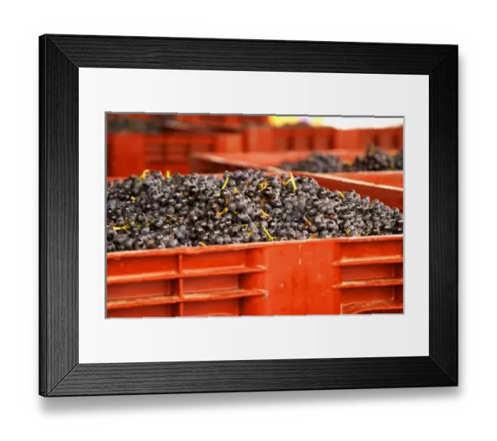 Framed Print : Gamay grapes just in from the harvest at the Georges Duboeuf winery in Romaneche-Thorins Framed Print : Gamay grapes just in from the harvest at the Georges Duboeuf winery in Romaneche-Thorins