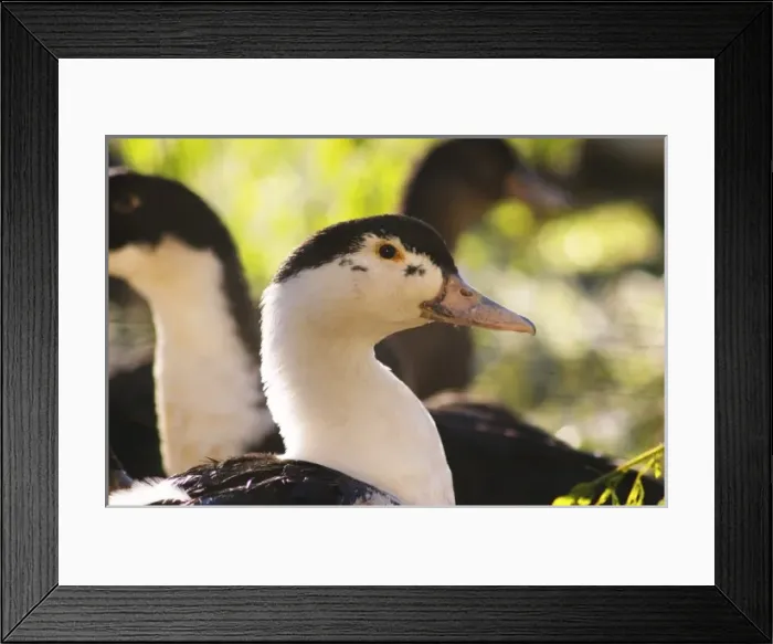 Framed Print : Europe, France Framed Print : Europe, France