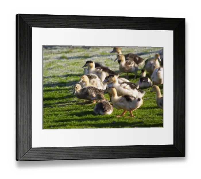 Framed Print : Europe, France Framed Print : Europe, France