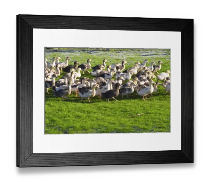 Framed Print : Europe, France Framed Print : Europe, France