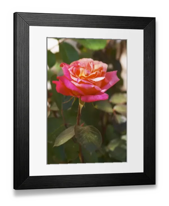 Framed Print : Roses in the garden, in frose red and yellow Clos des Iles Le Brusc Six Fours Cote