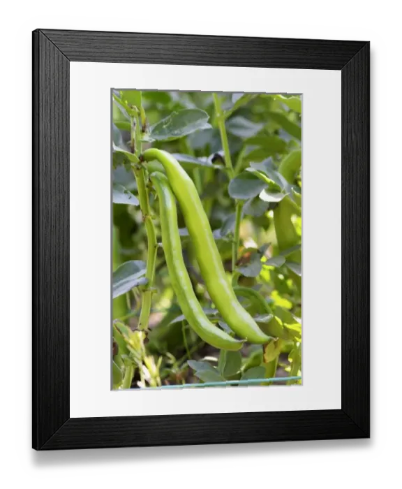 Framed Print : Europe, France Framed Print : Europe, France