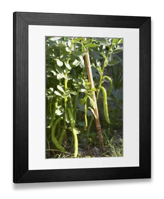 Framed Print : Europe, France Framed Print : Europe, France