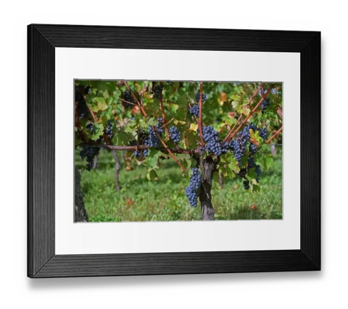 Framed Print : bunches of grapes ripe merlot on a vine with leaves leaf in Bergerac near Bordeaux Framed Print : bunches of grapes ripe merlot on a vine with leaves leaf in Bergerac near Bordeaux