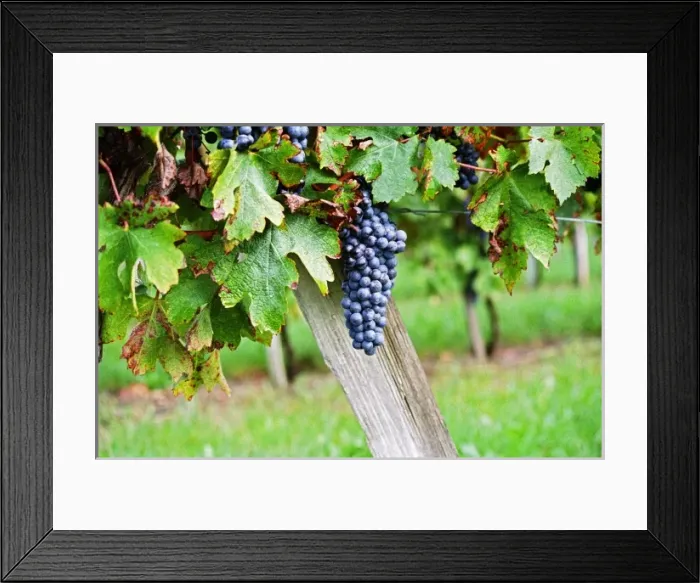 Framed Print : A bunch of grapes ripe merlot on a vine with leaves leaf in Bergerac, near bordeaux Bordeaux Gironde Aquitaine France Framed Print : A bunch of grapes ripe merlot on a vine with leaves leaf in Bergerac, near bordeaux Bordeaux Gironde Aquitaine France