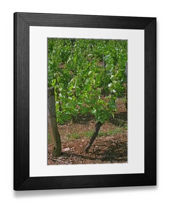 Framed Print : Domaine des Terres Dorees, Beaujolais, a chardonnay vine Framed Print : Domaine des Terres Dorees, Beaujolais, a chardonnay vine