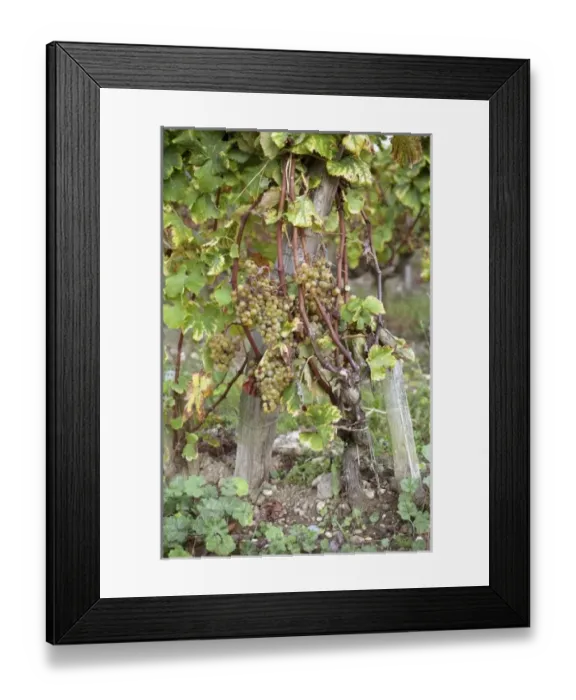 Framed Print : Europe, France Framed Print : Europe, France
