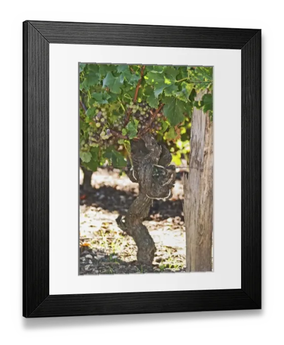 Framed Print : Europe, France Framed Print : Europe, France