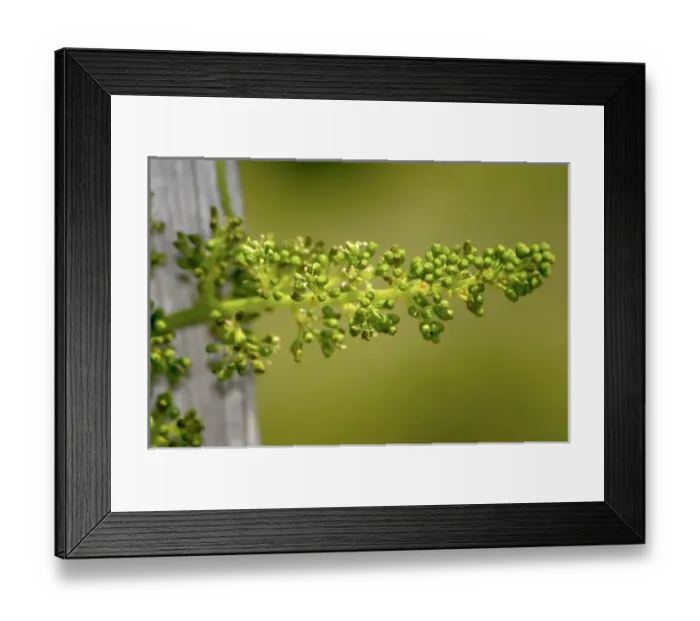 Framed Print : Europe, France Framed Print : Europe, France