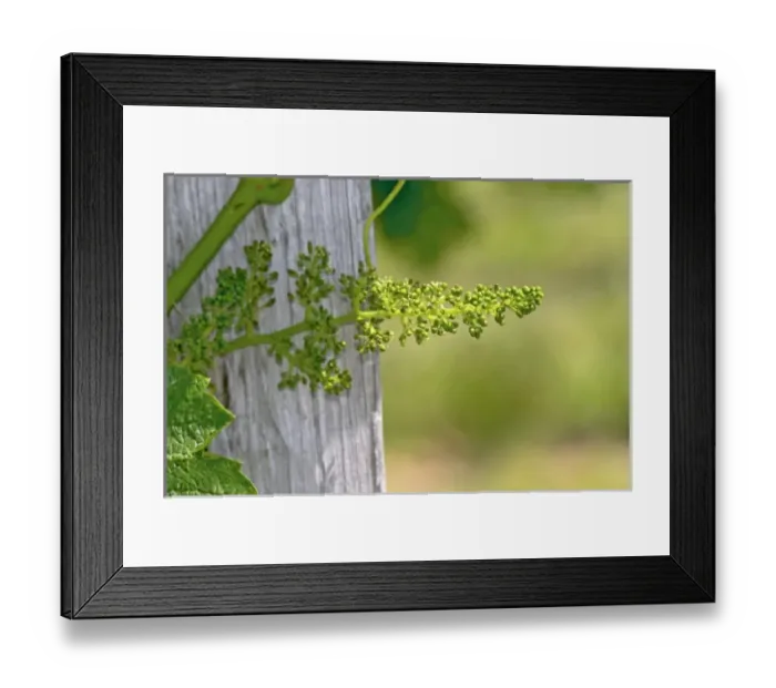 Framed Print : Europe, France Framed Print : Europe, France