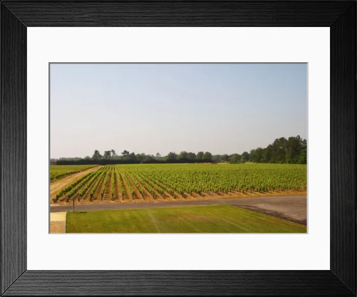 Framed Print : A view over the vineyard planted with merlot Chateau Paloumey Haut-Medoc Ludon Medoc